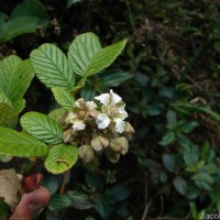 Rubus ellipticus Sm.